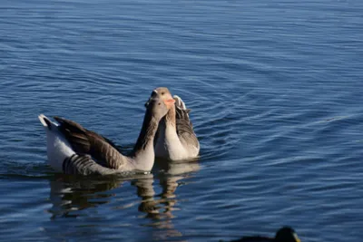 DSC_1163 (Large).JPG